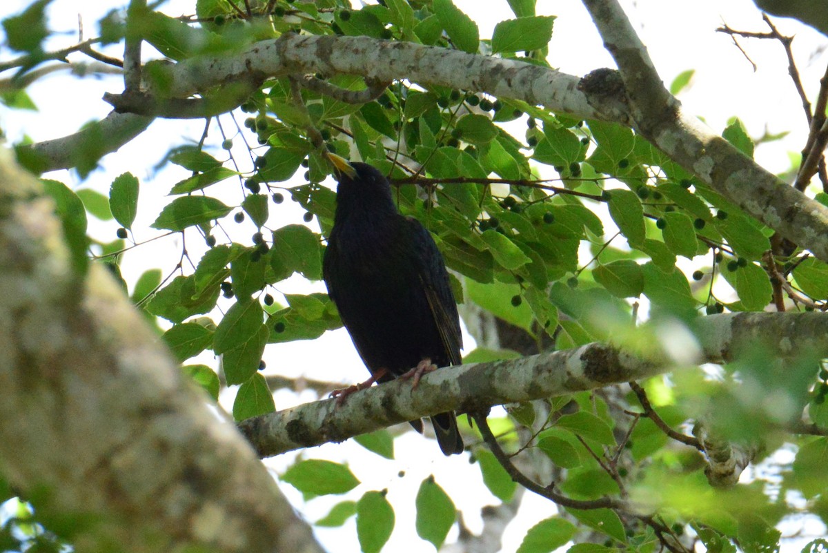 European Starling - ML644781637