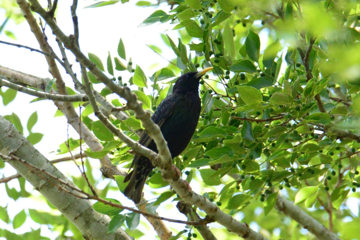 European Starling - ML644781638