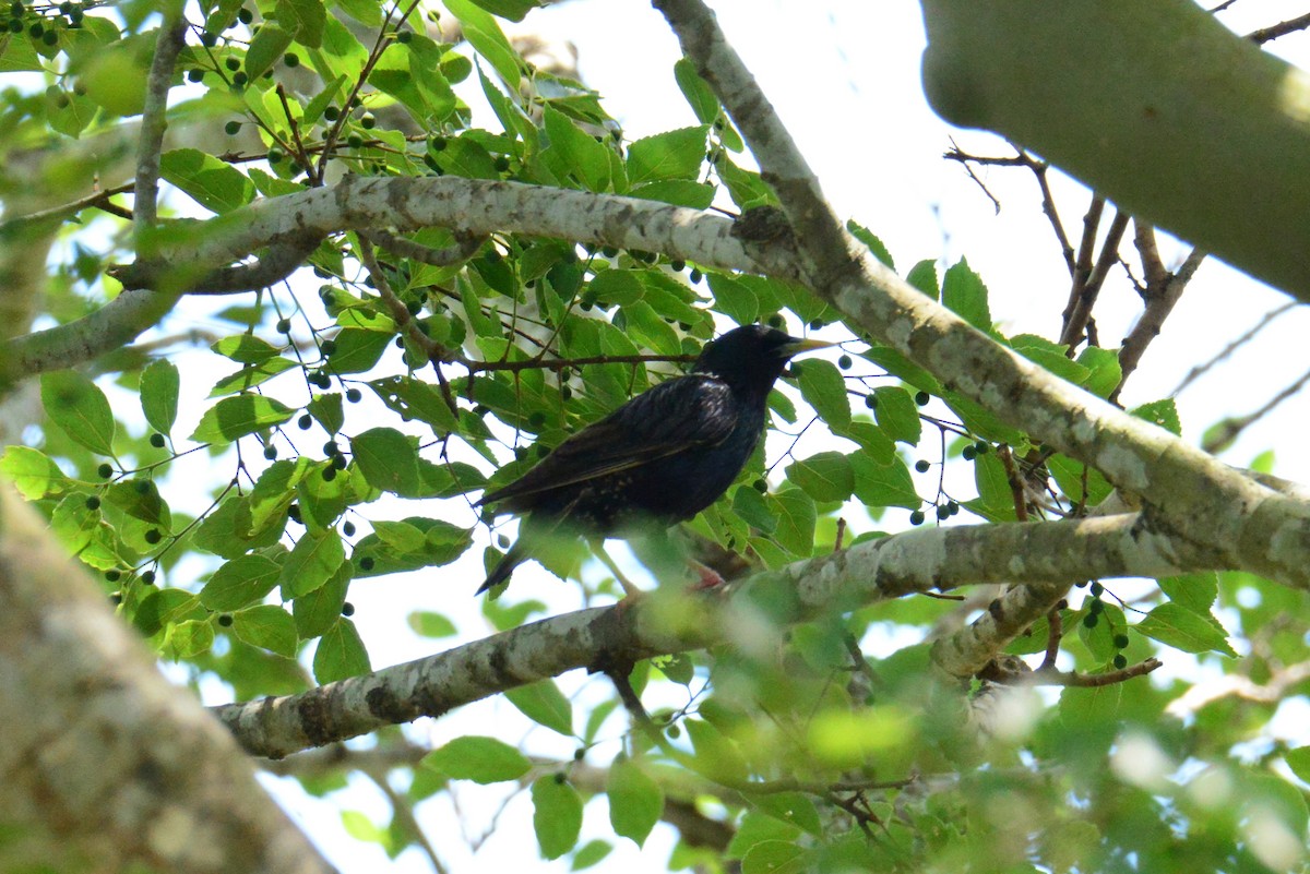 European Starling - ML644781639