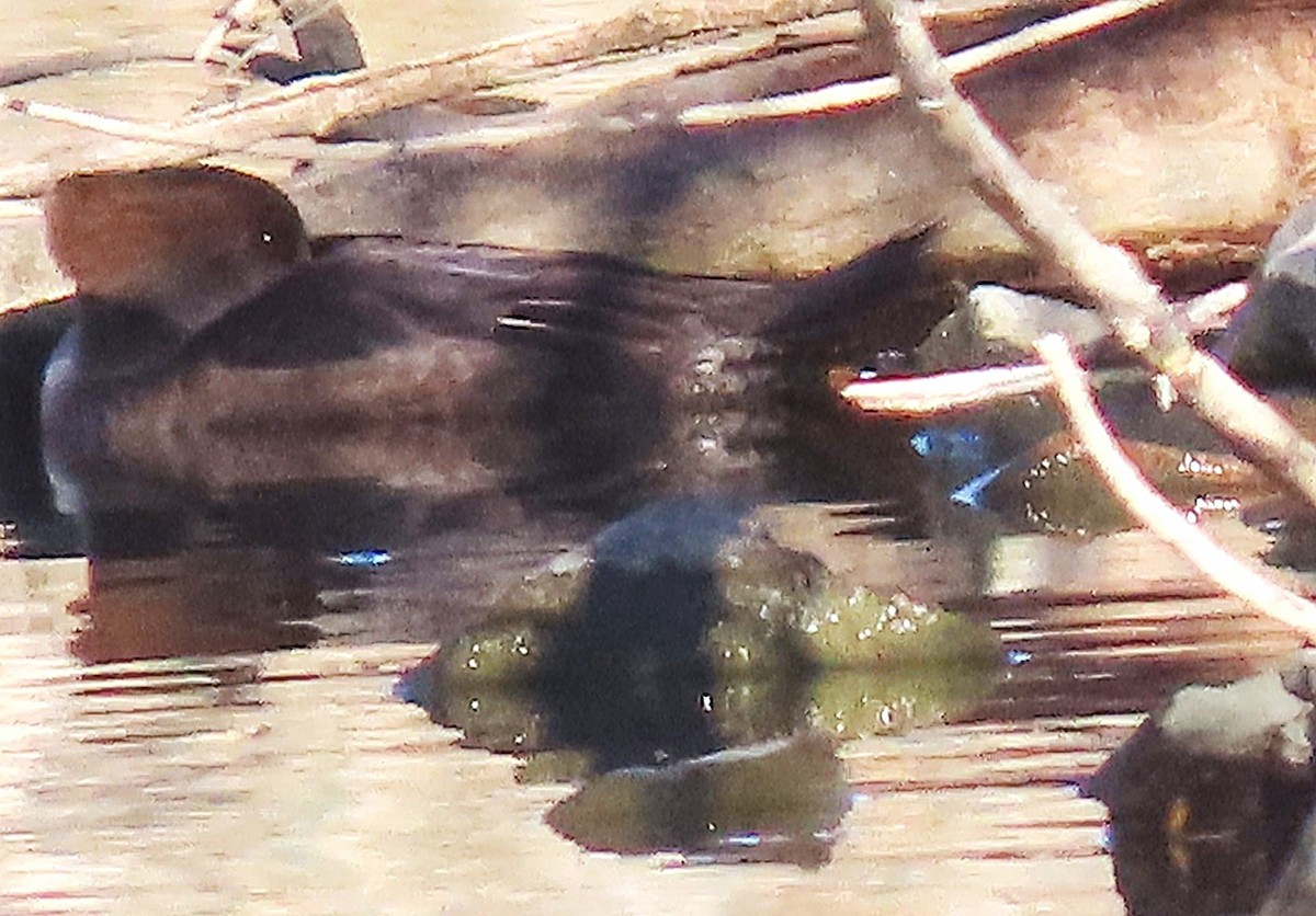 Hooded Merganser - ML644781644