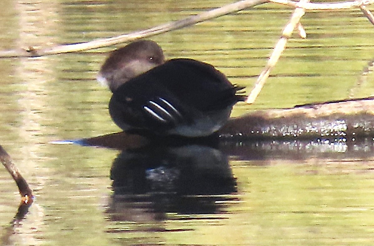Hooded Merganser - ML644781645