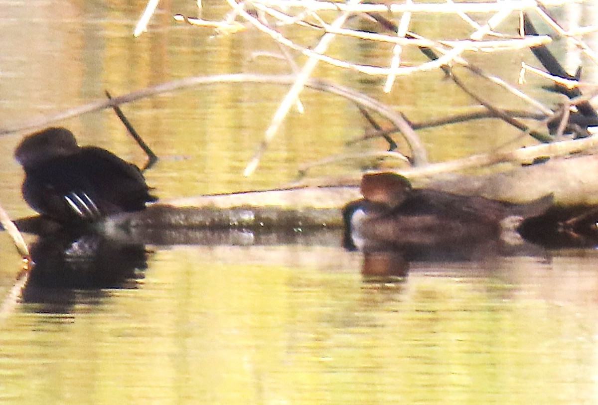 Hooded Merganser - ML644781646