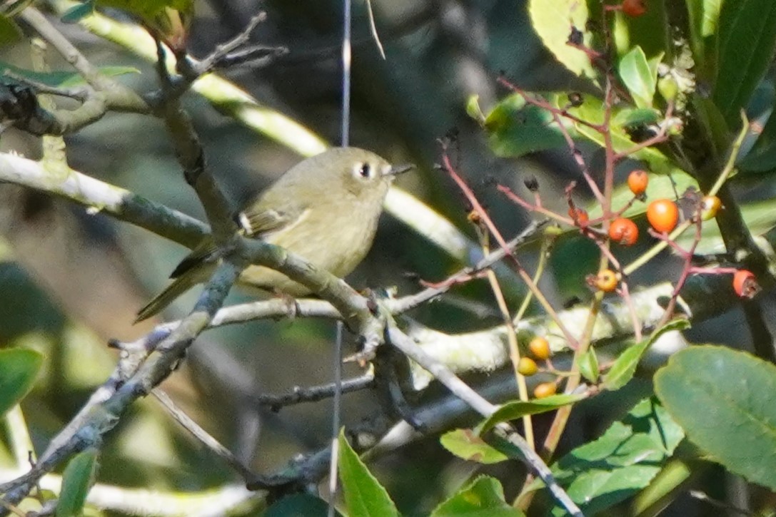 Ruby-crowned Kinglet - ML644781647