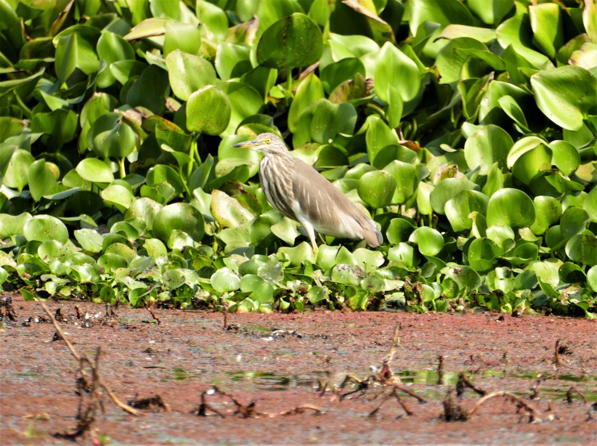 Indian Pond-Heron - ML644781648