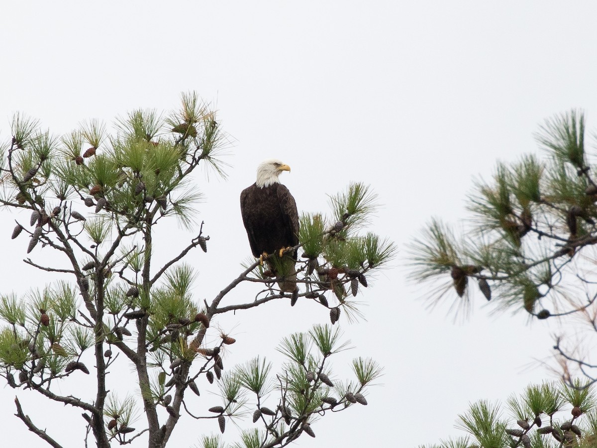 Bald Eagle - ML644781649