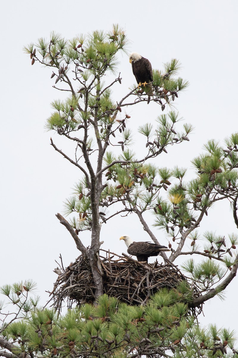 Bald Eagle - ML644781650