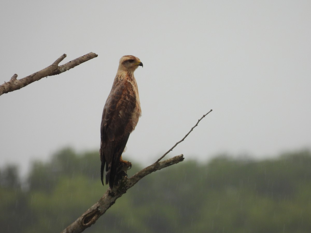 Savanna Hawk - ML644781652