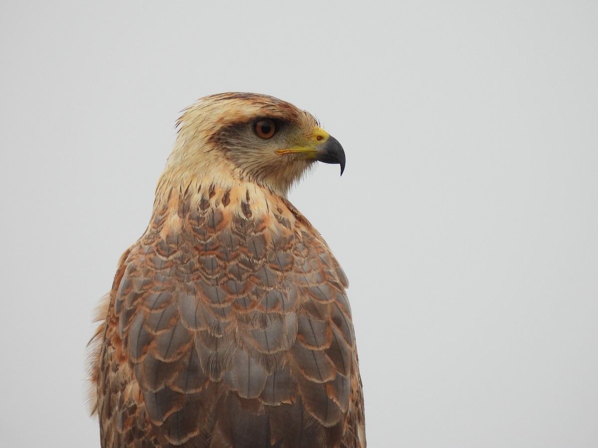 Savanna Hawk - ML644781653