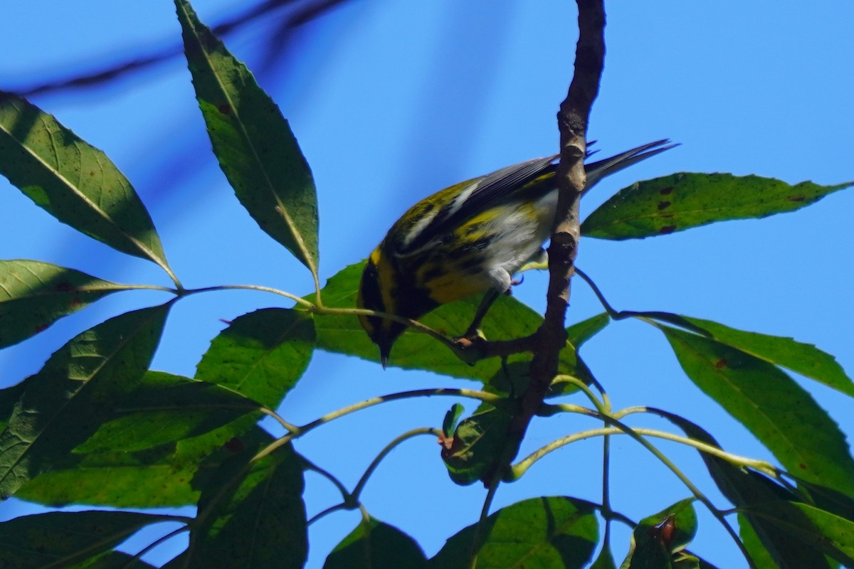 Townsend's Warbler - ML644781655