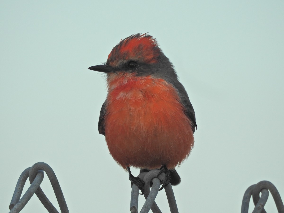 Vermilion Flycatcher - ML644781656