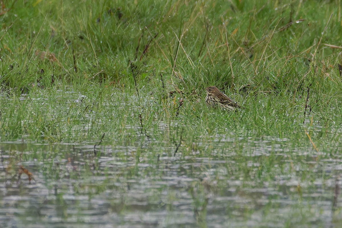 Red-throated Pipit - ML644781658