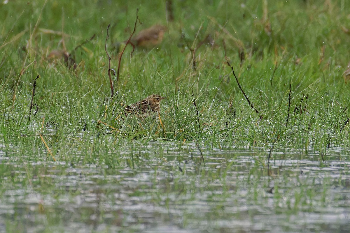 Red-throated Pipit - ML644781659