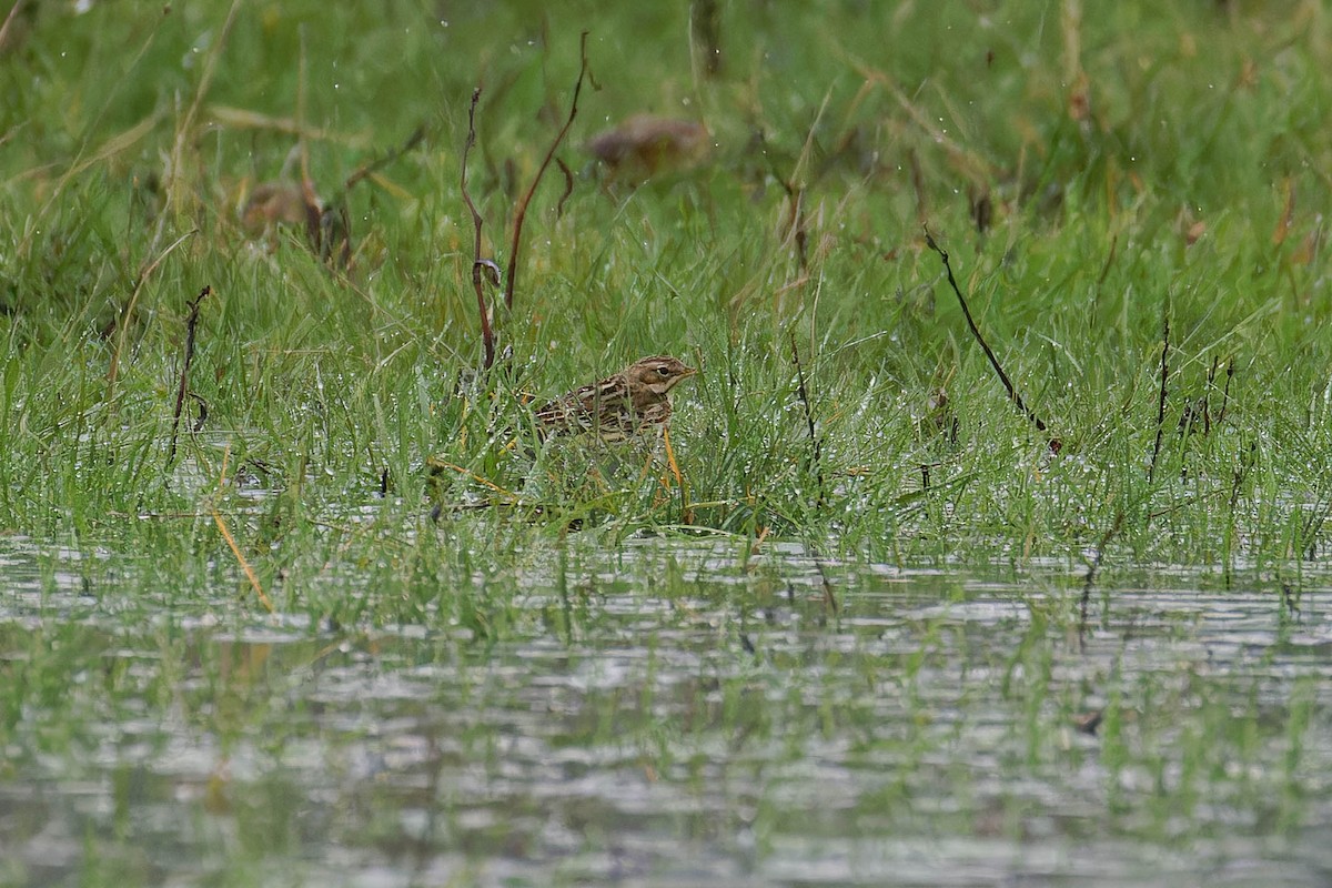 Red-throated Pipit - ML644781661