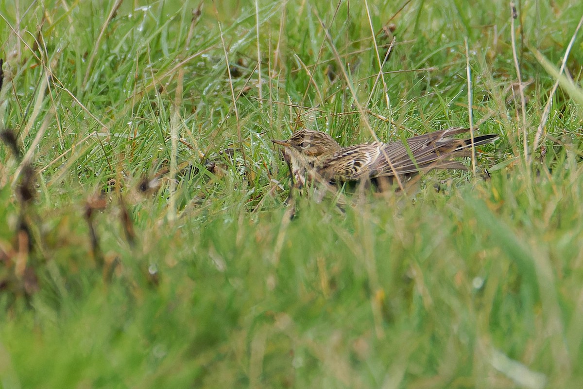 Red-throated Pipit - ML644781665