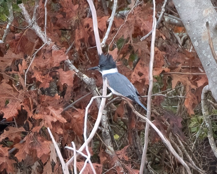 Belted Kingfisher - ML644781672