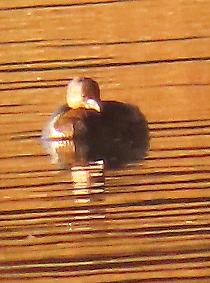 Pied-billed Grebe - ML644781674