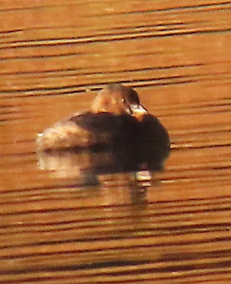 Pied-billed Grebe - ML644781675