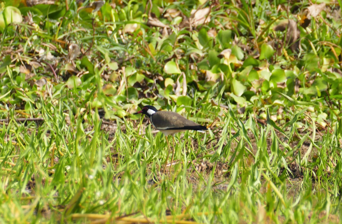 Red-wattled Lapwing - ML644781680