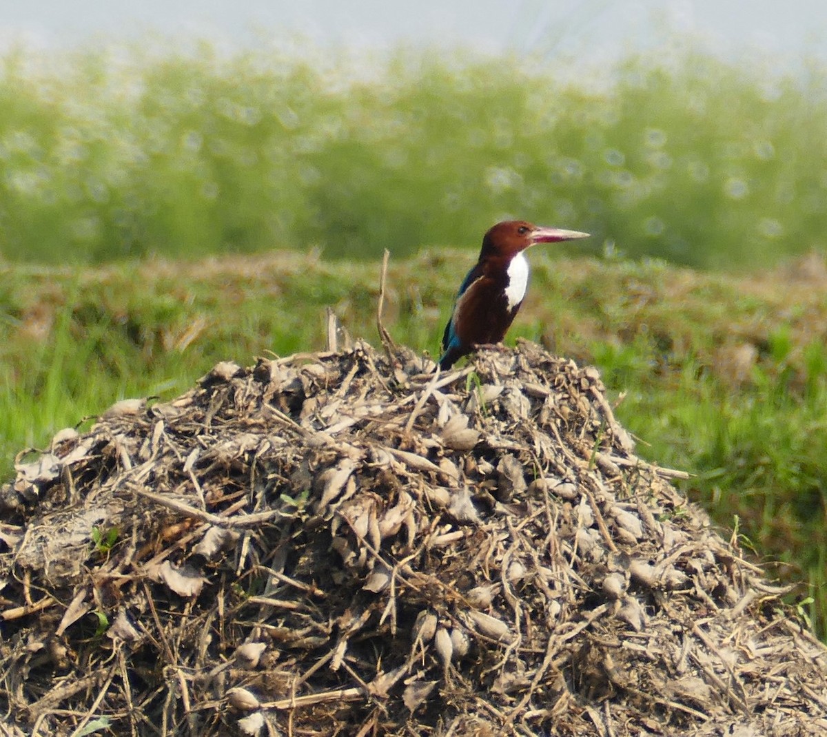 White-throated Kingfisher - ML644781688