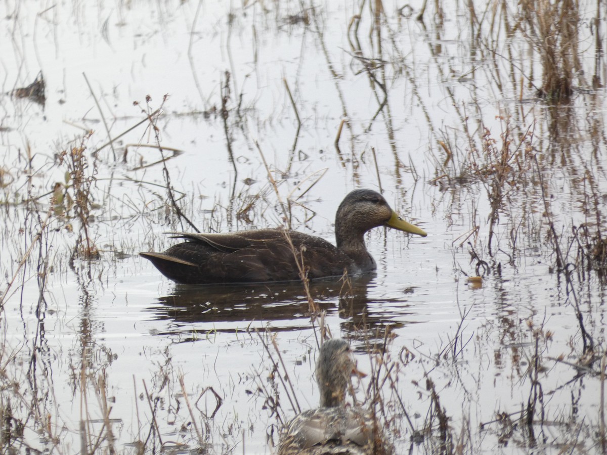 rødfotand - ML644781692