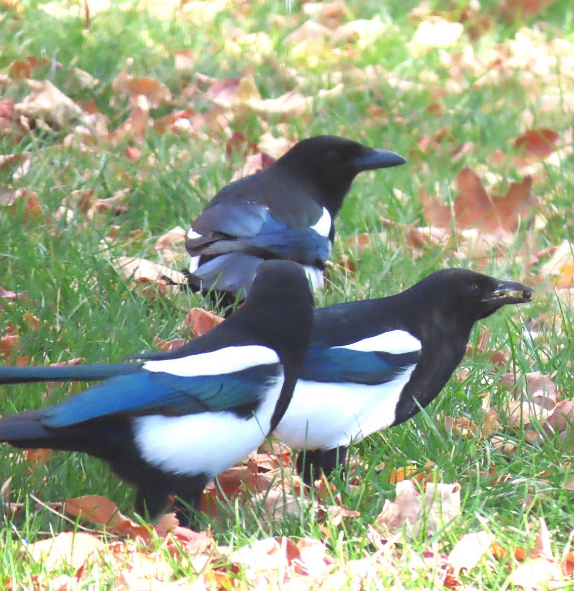 Black-billed Magpie - ML644781694