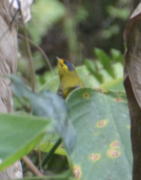 Wilson's Warbler - ML644781697