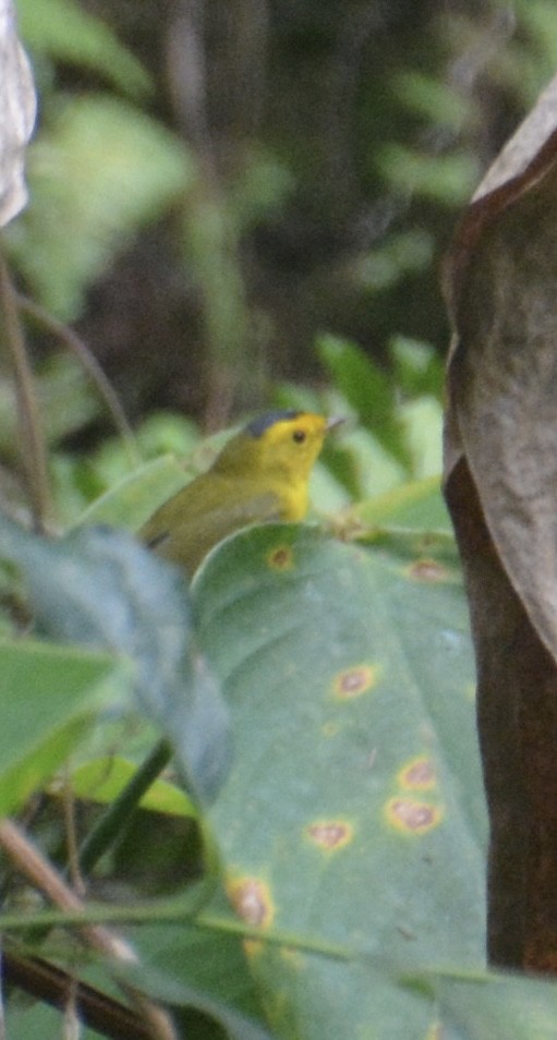 Wilson's Warbler - ML644781699