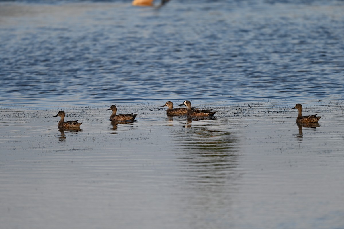 Blue-winged Teal - ML644781700