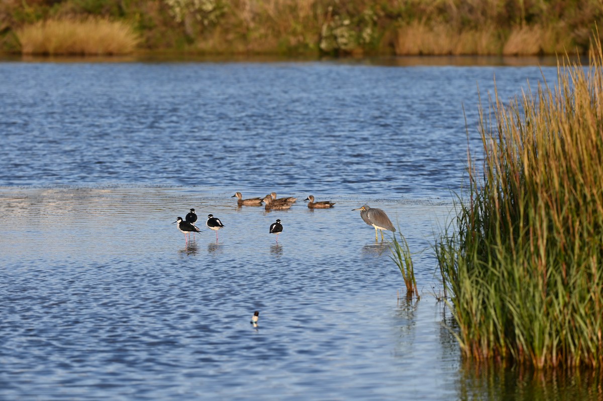 Blue-winged Teal - ML644781701