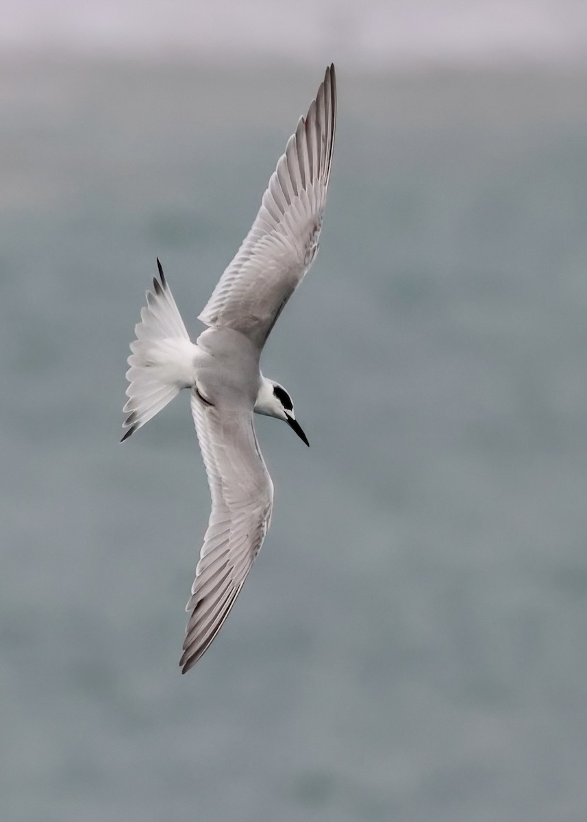 Forster's Tern - ML644781708