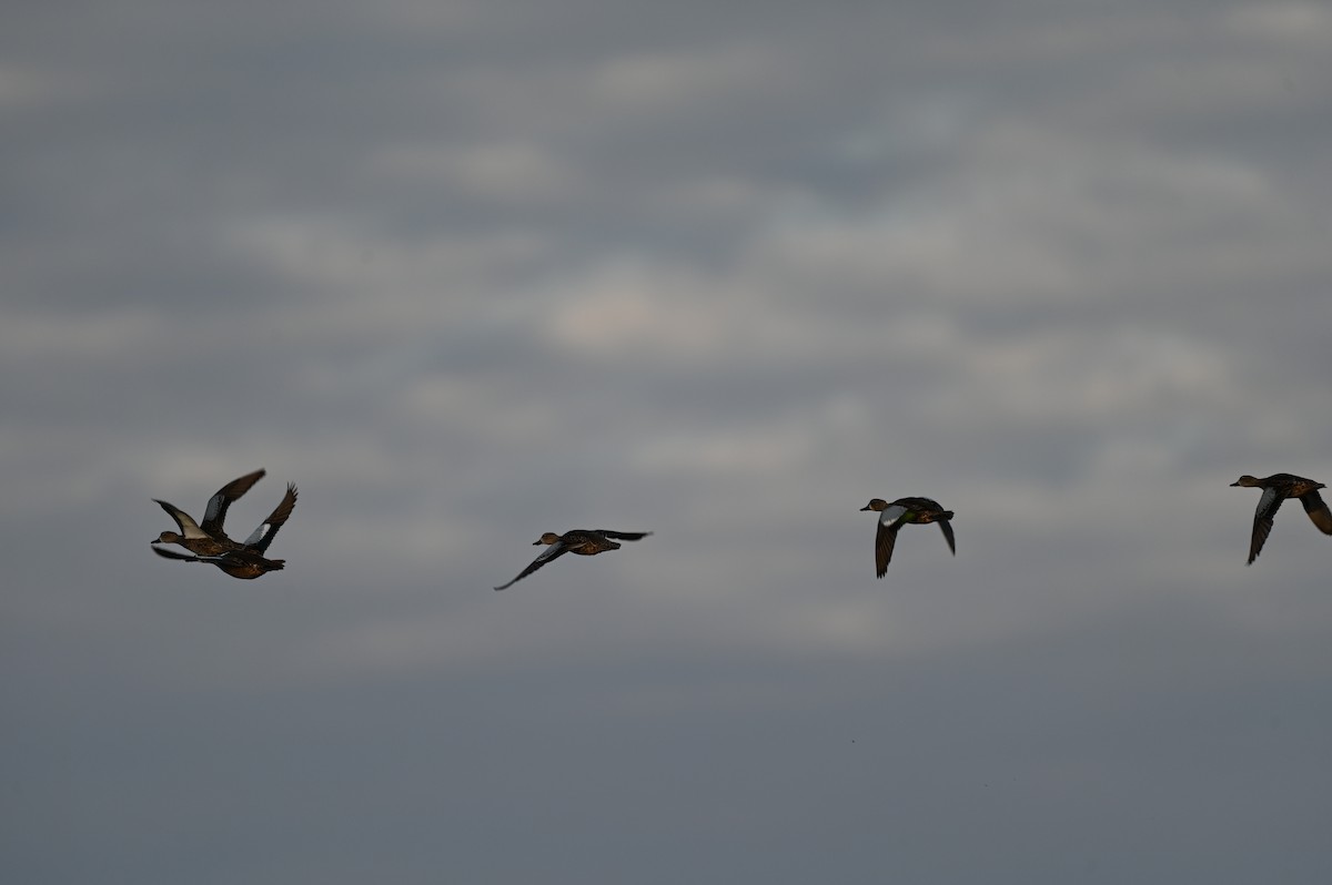 Blue-winged Teal - ML644781714