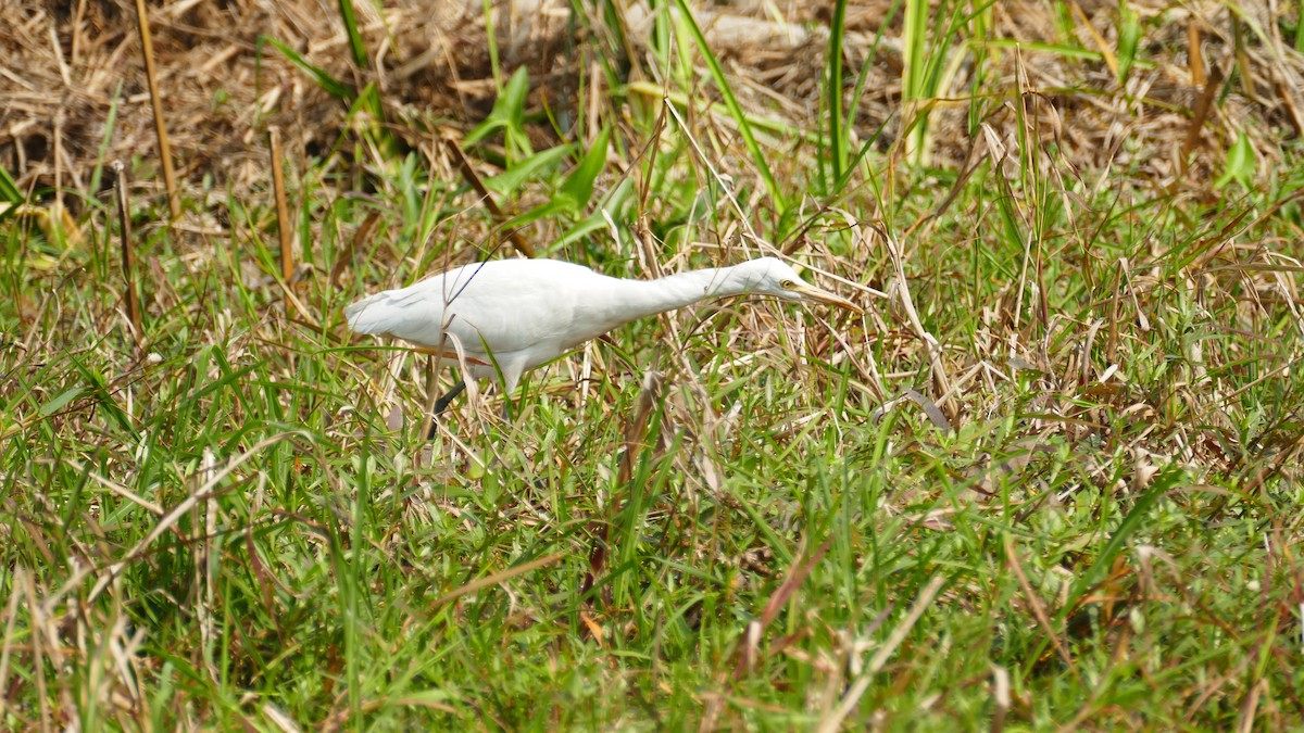 Eastern Cattle-Egret - ML644781716