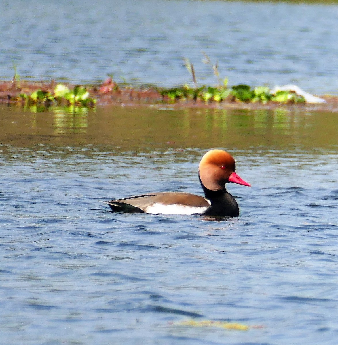 Red-crested Pochard - ML644781740
