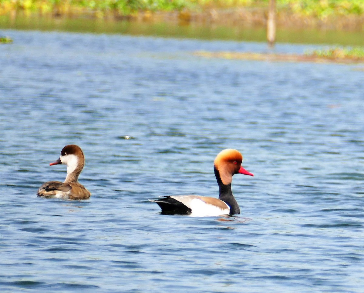 Red-crested Pochard - ML644781741