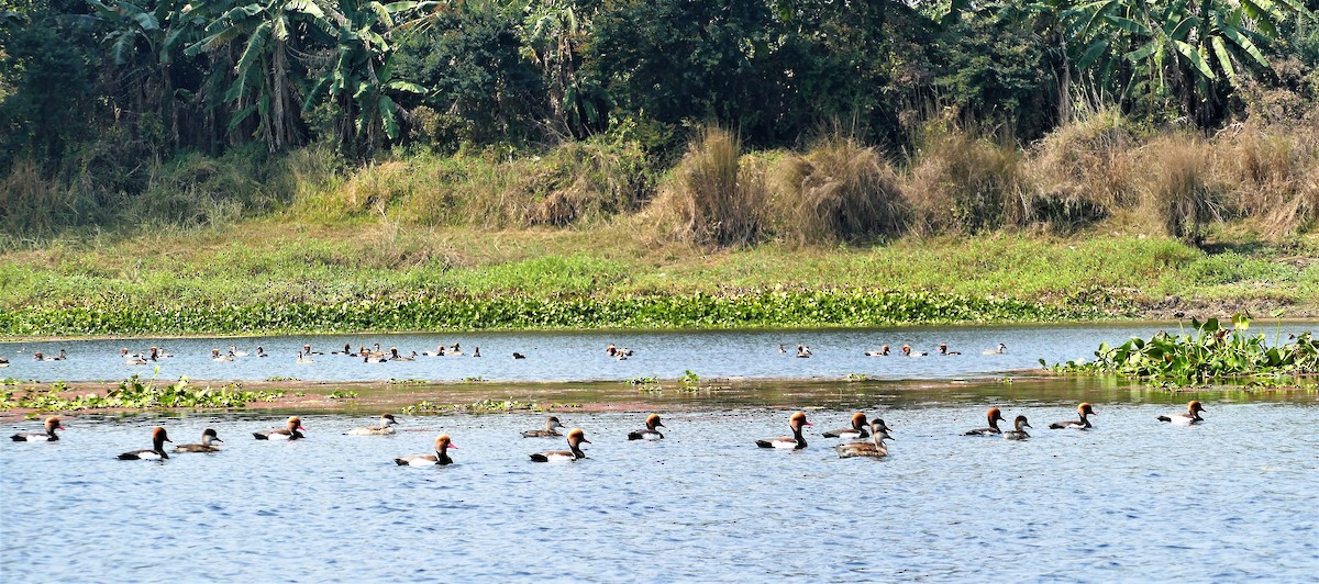Red-crested Pochard - ML644781742