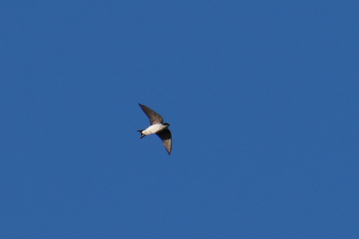 Tree Swallow - ML644781758