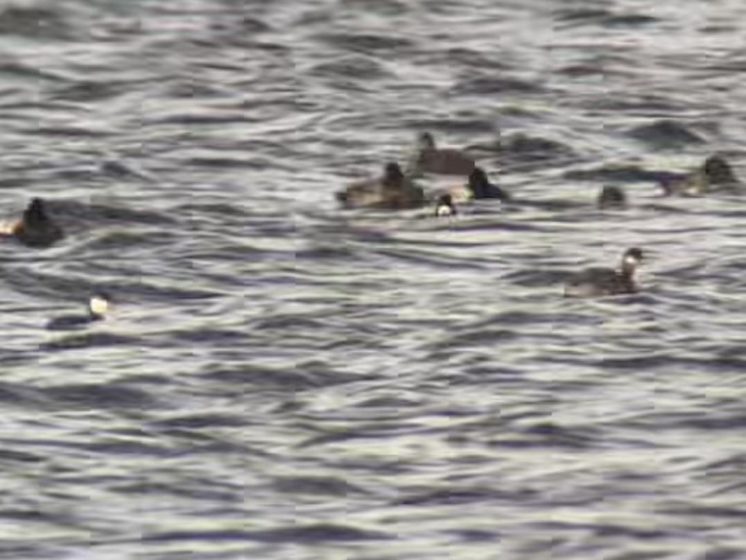 potápka černokrká - ML644781763