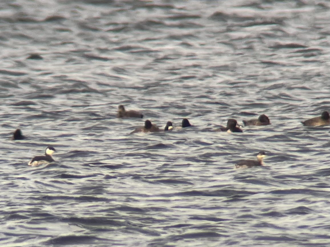 potápka černokrká - ML644781764