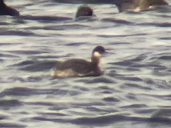 potápka černokrká - ML644781765