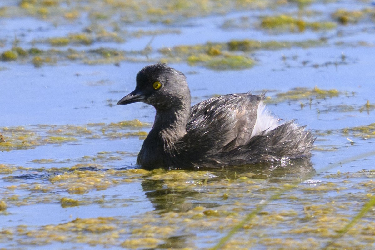 Least Grebe - ML644781766