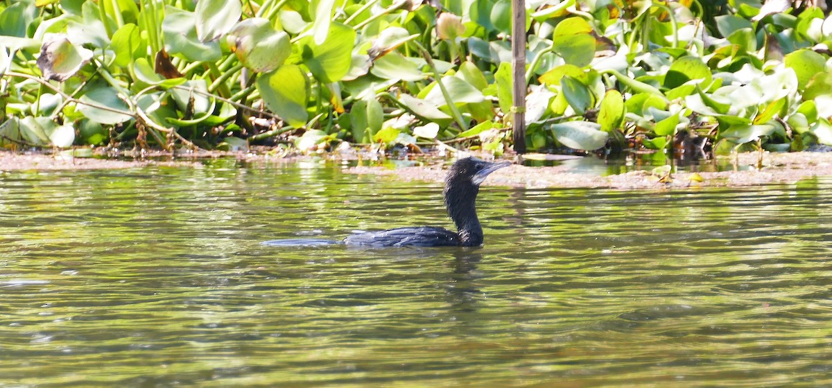 Little Cormorant - ML644781782