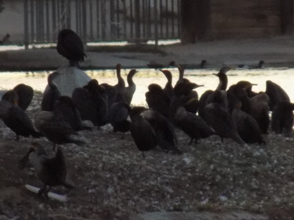 Double-crested Cormorant - ML644781807