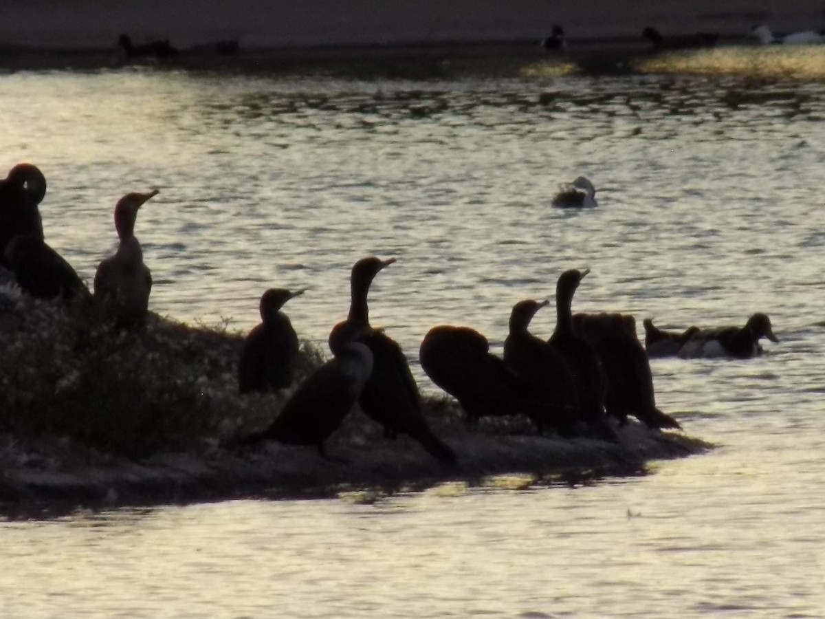 Double-crested Cormorant - ML644781808