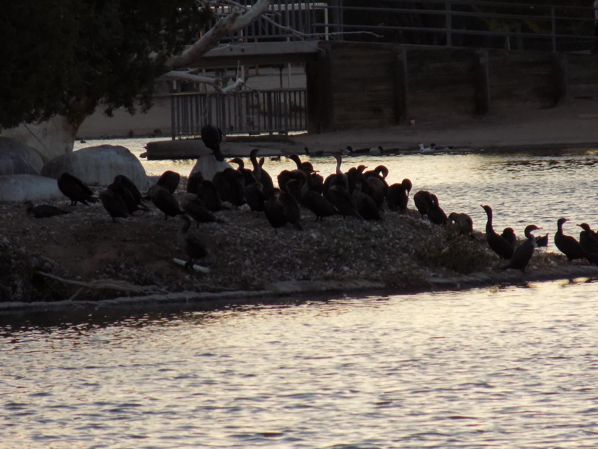 Double-crested Cormorant - ML644781809