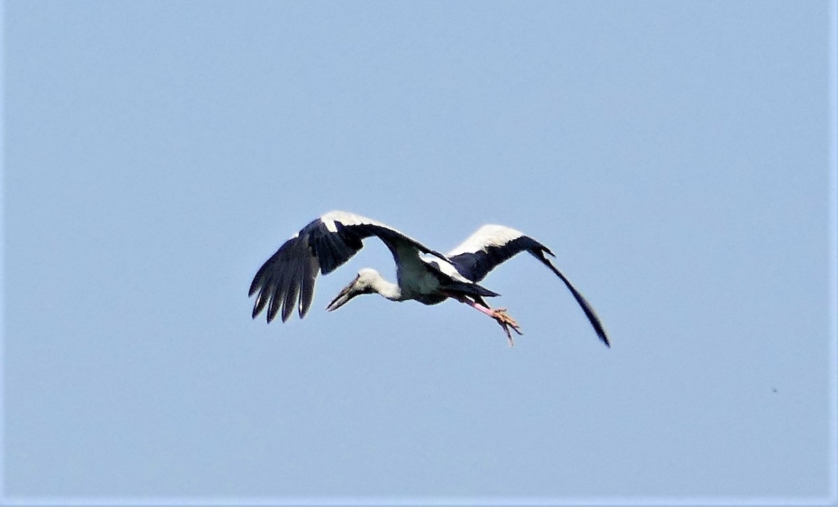 Asian Openbill - ML644781830