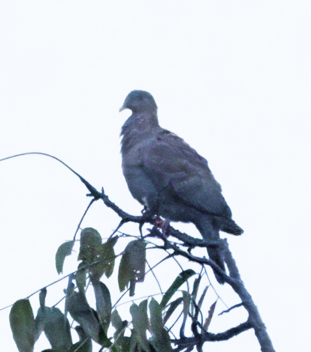 Red-billed Pigeon - ML644781832