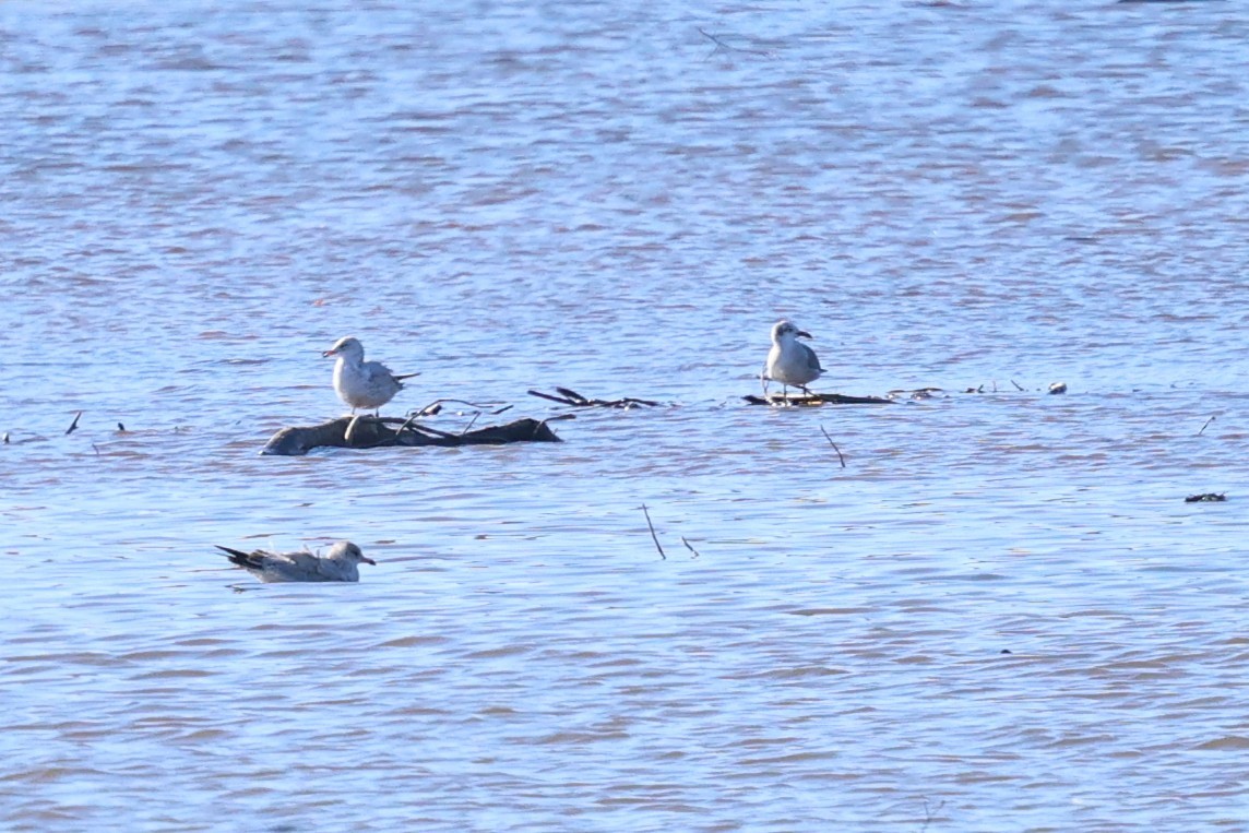 Ацтекская чайка - ML644781833