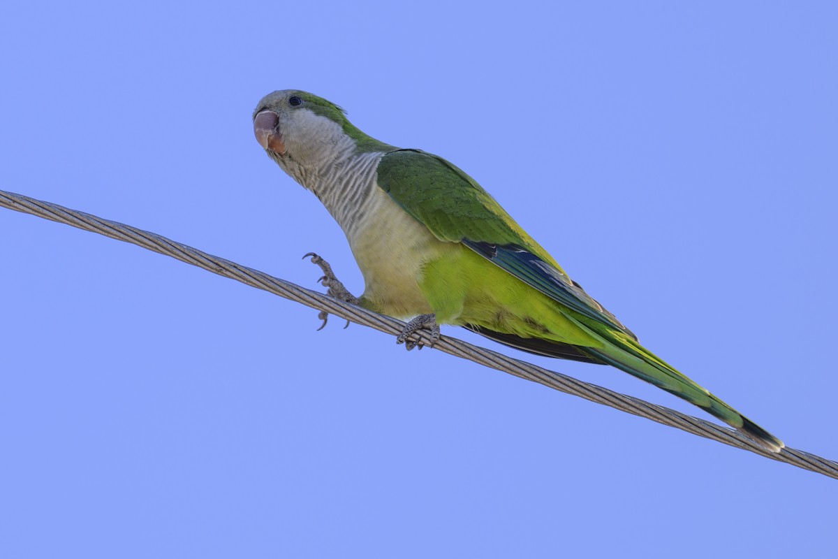 Калита сіроволий - ML644781834