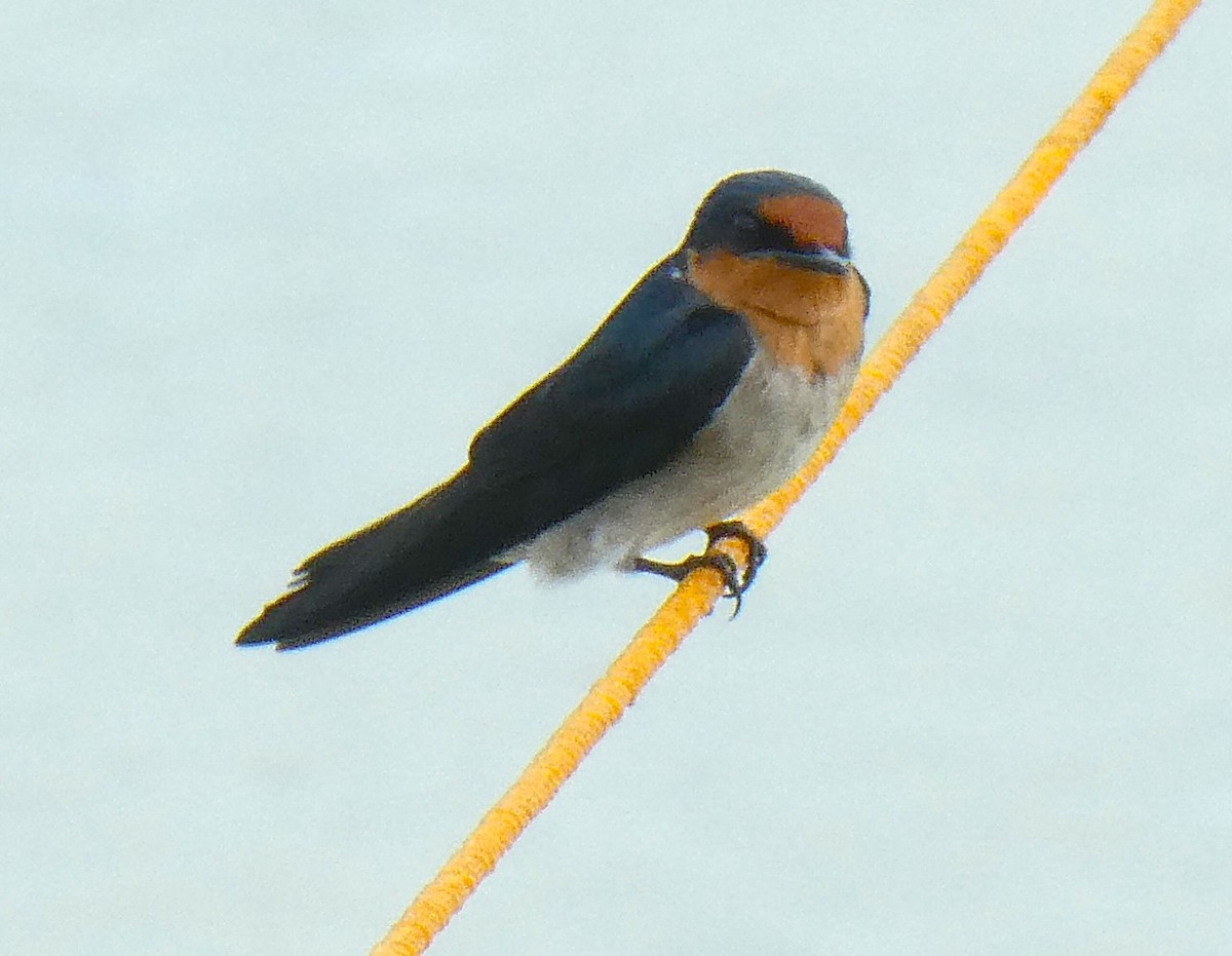 Pacific Swallow - ML644781835