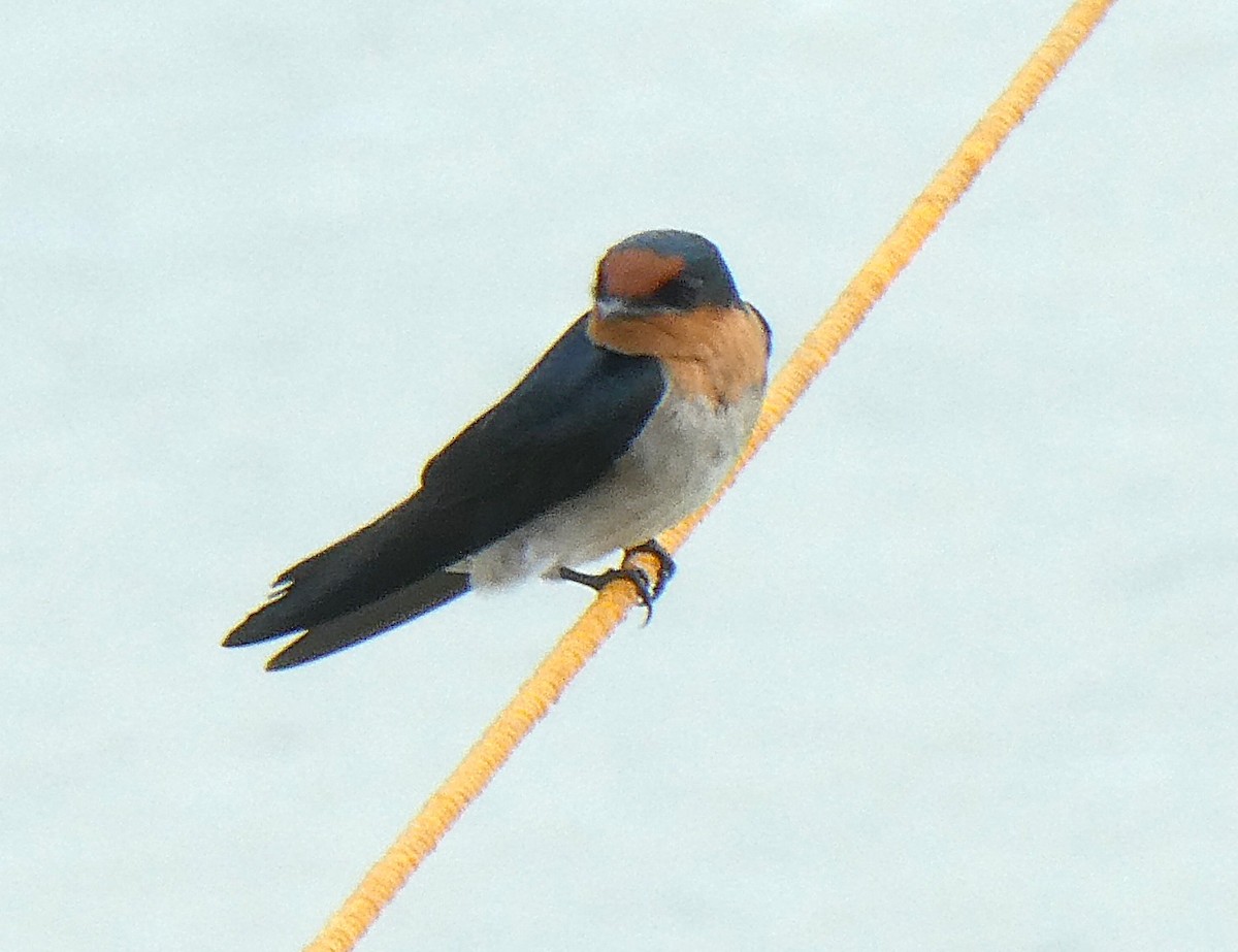 Pacific Swallow - ML644781836
